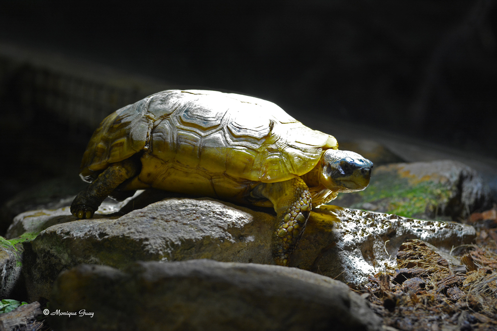 Vivarium du zoo d'Amnéville: gros plans