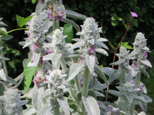 Épiaire laineuse Stachys lanata en fleurs.jpg