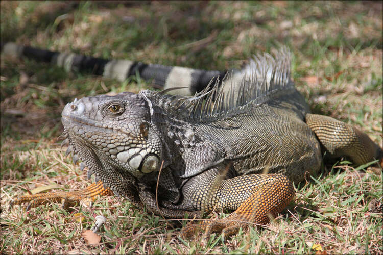 IGUANE VERT - IGUANA IGUANA 