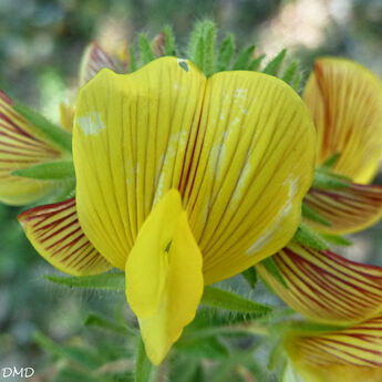 Ononis natrix - bugrane jaune -coqsigrue