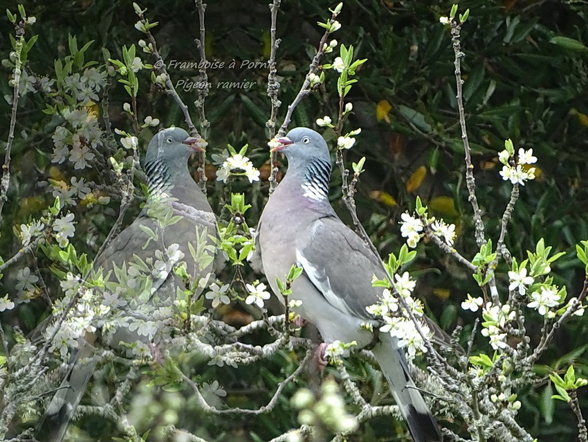 Pigeon ramier ou Palombe - 2016