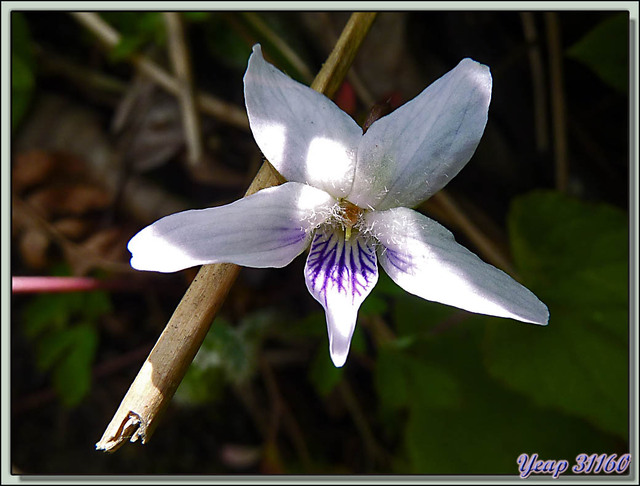 Blog de images-du-pays-des-ours : Images du Pays des Ours (et d'ailleurs ...), Violette du Bhoutan (Viola bhutanica) - Trongsa - Bhoutan