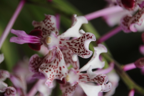 Jardin des orchidées à Monteverde