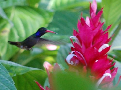 photo colibri au costa rica