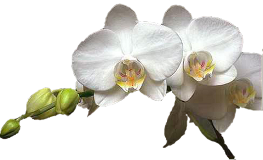 Orchidées / 1