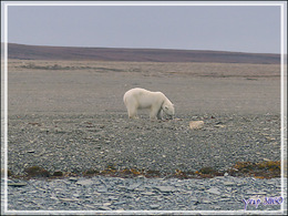 Vers 14 heures, enfin je pars en Zodiac vers l'ours, il n'a pas bougé d'un poil et mange toujours - Creswell Bay - Somerset Island - Nunavut - Canada