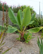 musella lasiocarpa (ou lotus d'or)