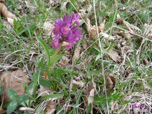 Orchis mascula (2)