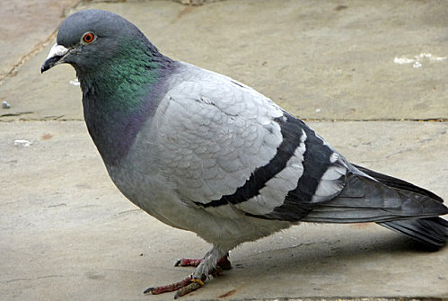feral-pigeon.jpg