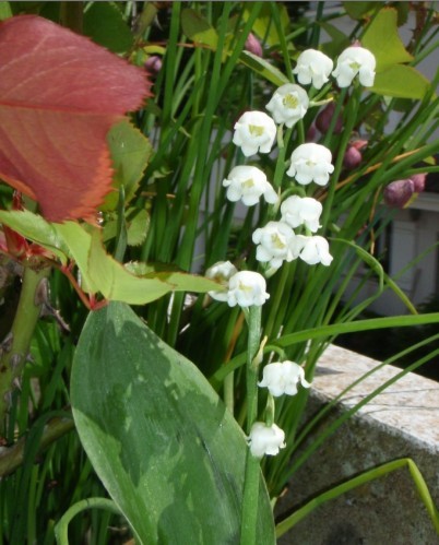 muguet.jpg