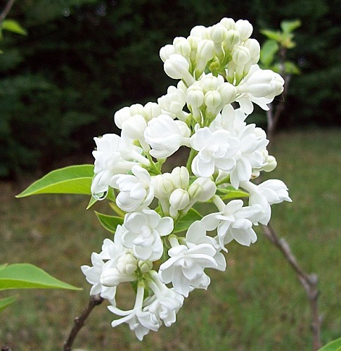 lilas blanc