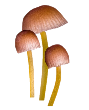 Tubes champignons
