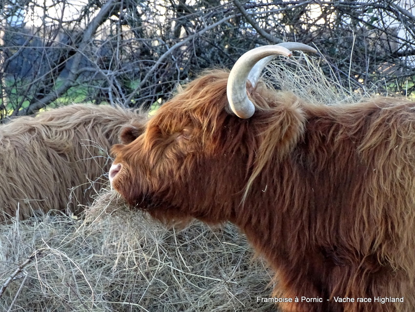 Vaches Highland Moutiers en Retz  2022 