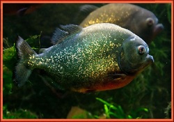 Piranha : un cannibale