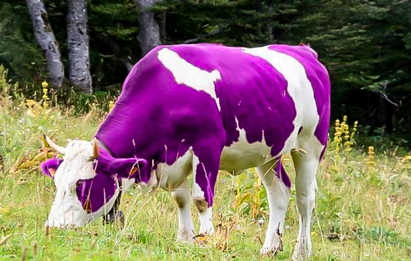 Les vaches Milka relèvent-elles de la fiction ?