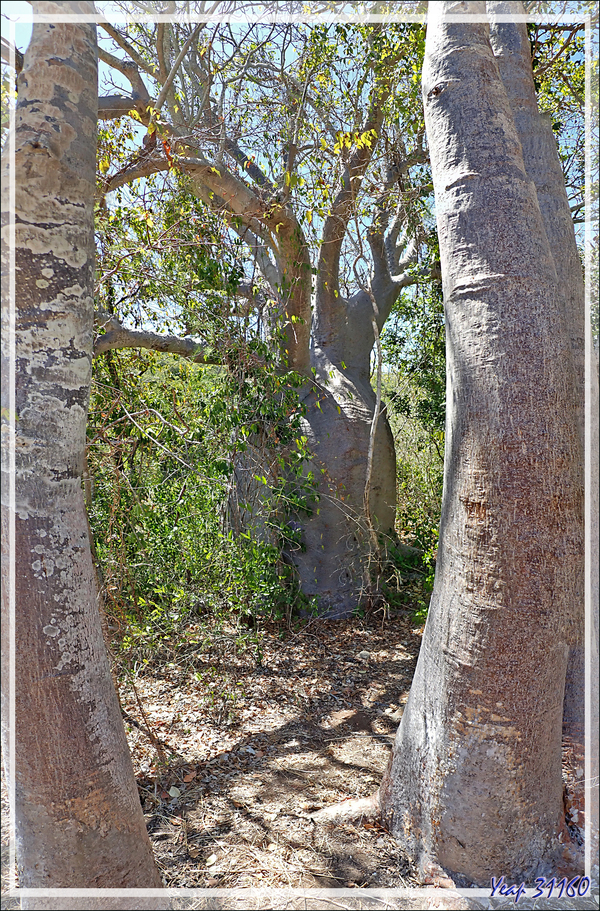 19/09/2022 : vers le Baobab "patrimoine national",  à l'inscription bicentenaire "H.M.C. Mermaid 1820" - Baie de Careening - Kimberley - Australie