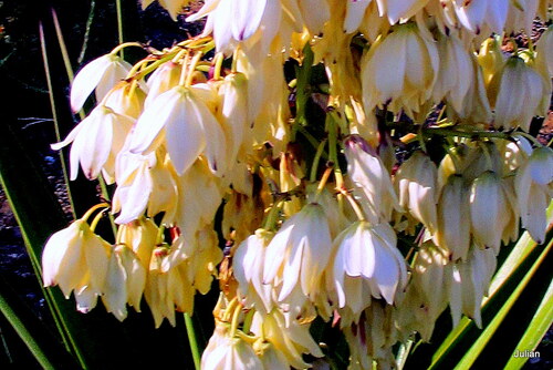 Un yucca avec des fleurs blanches
