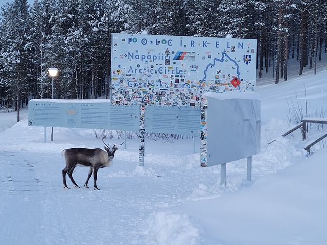 Chiens des glaces en Laponie