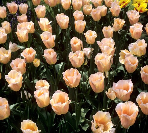 Fleurs cultivées : Tulipe