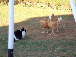 NOS COMPAGNONS ANIMALIERS