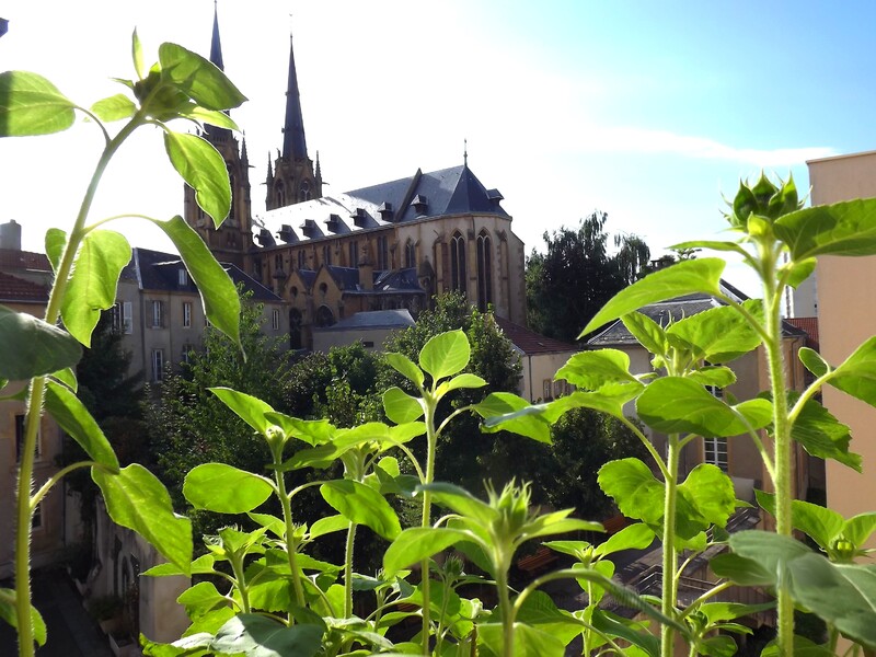 Des soleils en jardinières.