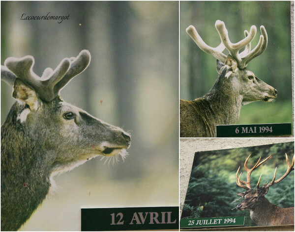 Brame du cerf en forêt de Chambord