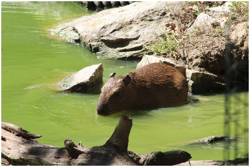 Au zoo de Beauval-19-Maras,tapirs,hippotragues,autruche,capybaras