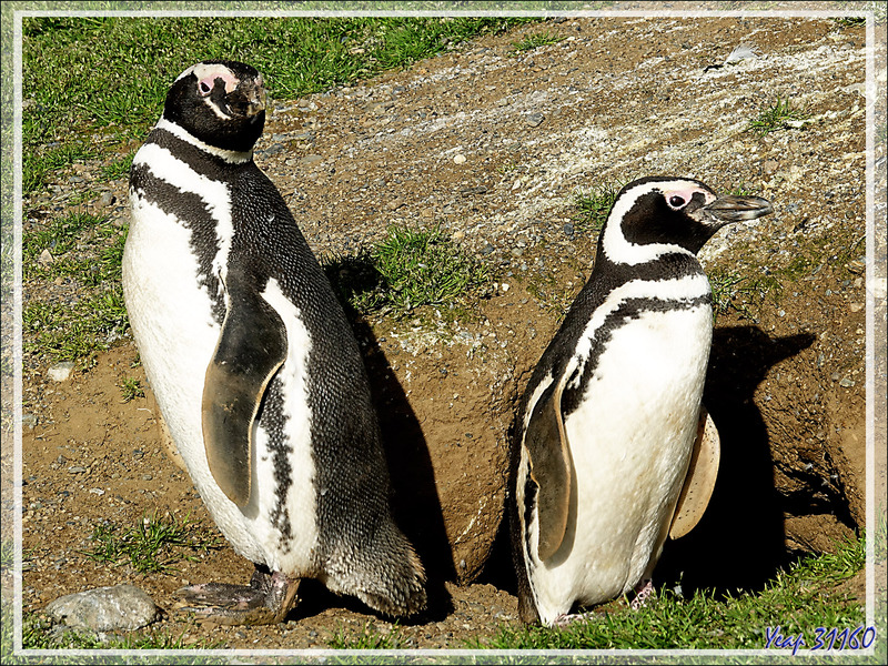 Beau couple de Manchots de Magellan, Magellanic Penguin, Pingüino patagónico, Pingüino de Magallanes (Spheniscus magellanicus) - Île Magdalena - Patagonie - Chili