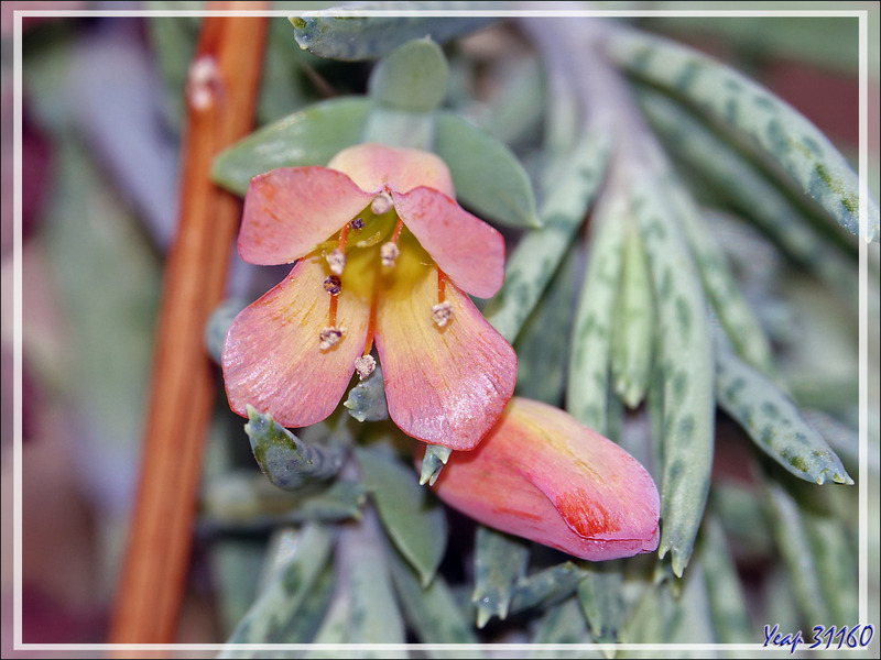 Fleurs de chez nous, mais des succulentes très exotiques : Afrique, Amérique du Sud, Mexique, et la dernière ramenée de l'Ile Rodrigues