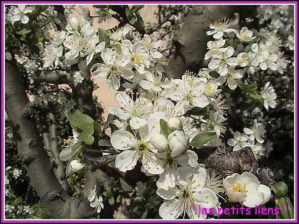 Fleurs pâques 2010 003 GF