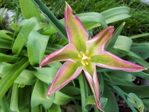 Fleurs et associations du jour