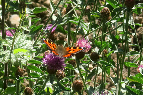 Les papillons aiment la Knautia 