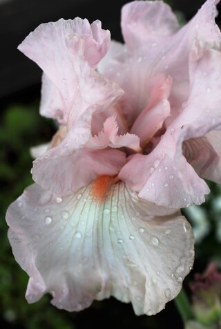 Iris des jardins remontant 'Cherished', rose lilas pâle