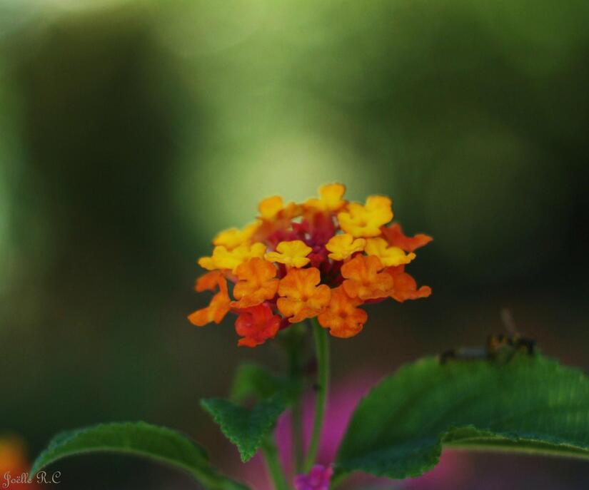 Lantana