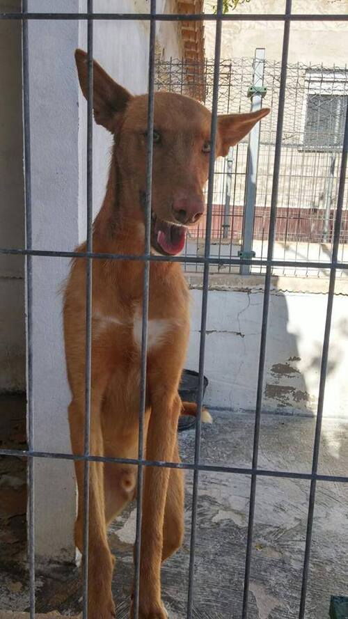 Leur association a fermé....2 podencos attendent une famille ! SOS Podenco Rescue