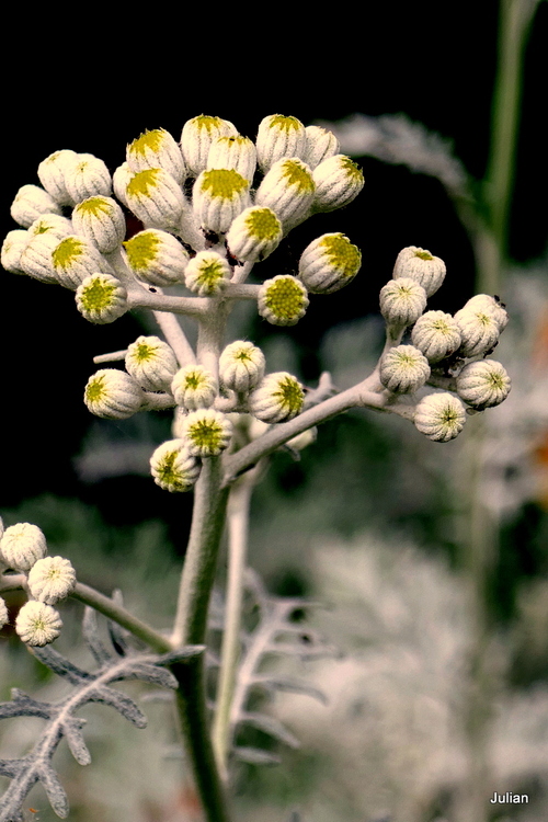 Une belle plante décorative