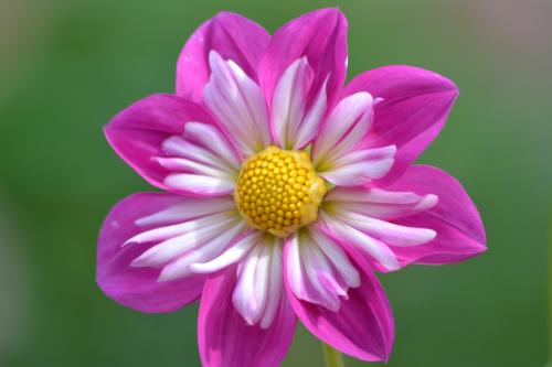 Le cartoscope du jeudi 22 décembre 2016