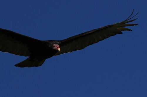 Urubu à Tête Rouge (Turkey Vulture)