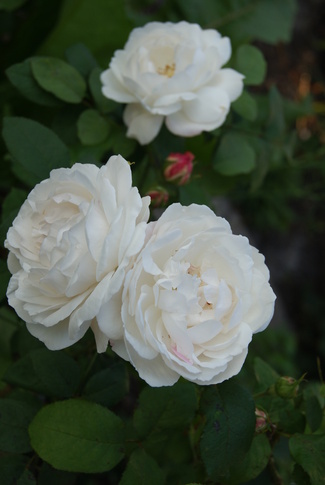 rose Winchester Cathedral de David Austin