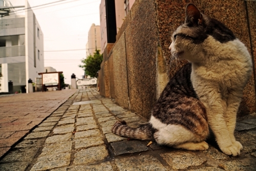 07 - Des chats dans la rue suite