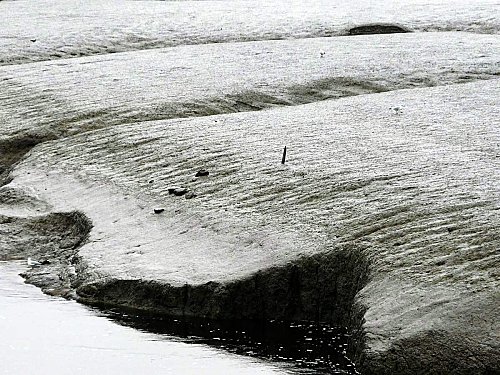 Embouchure du Brivet - Vasière