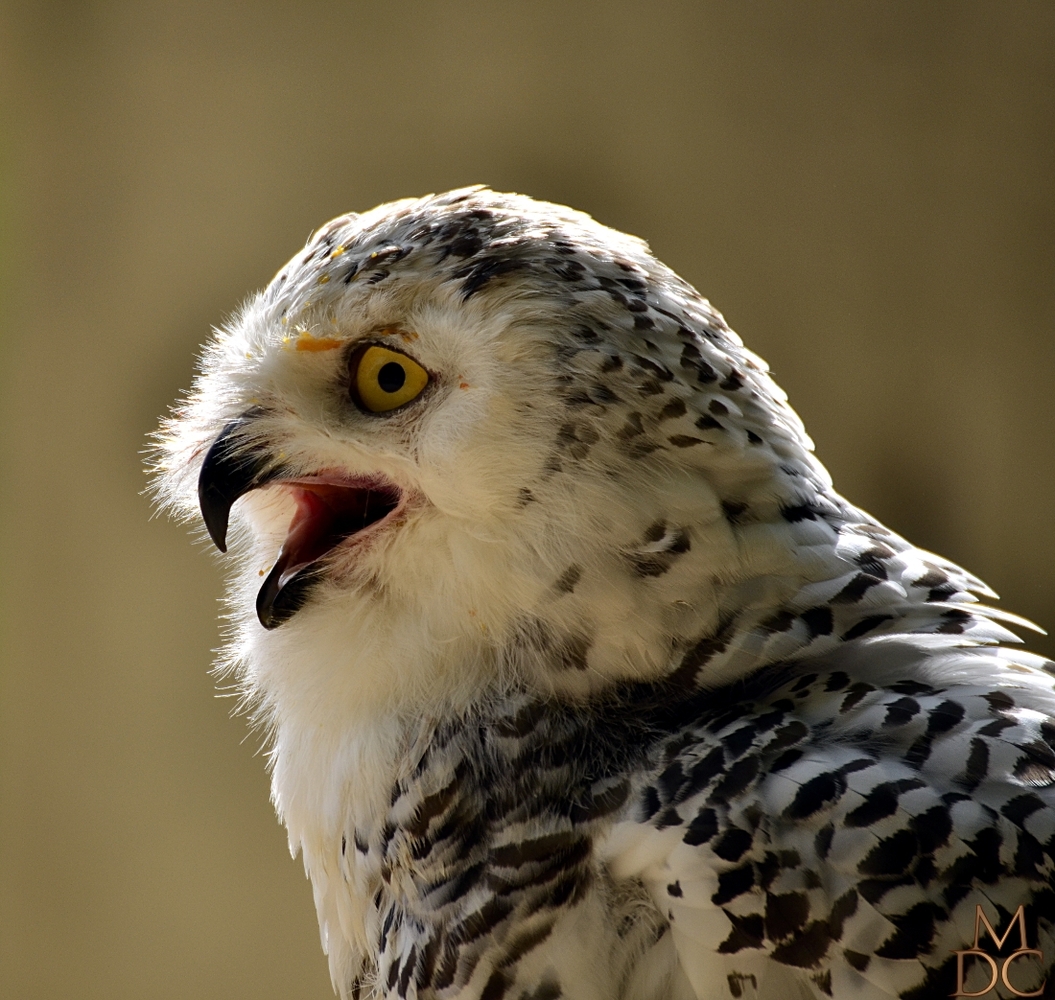 HARFANG DES NEIGES