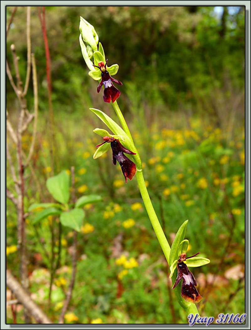 Orchidée Ophrys mouche (Ophrys insectifera) - Galié - 31  (Flore)