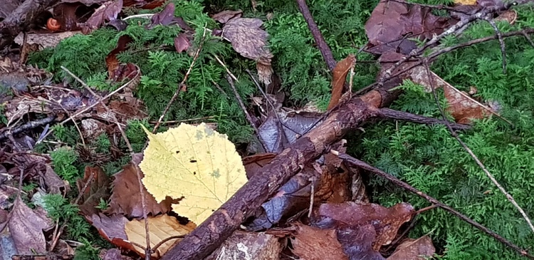 Bain de forêt en remontant doucement