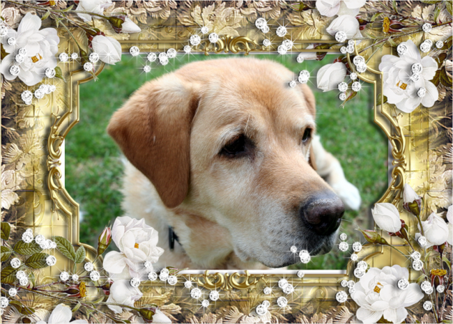 Hommage Chipie