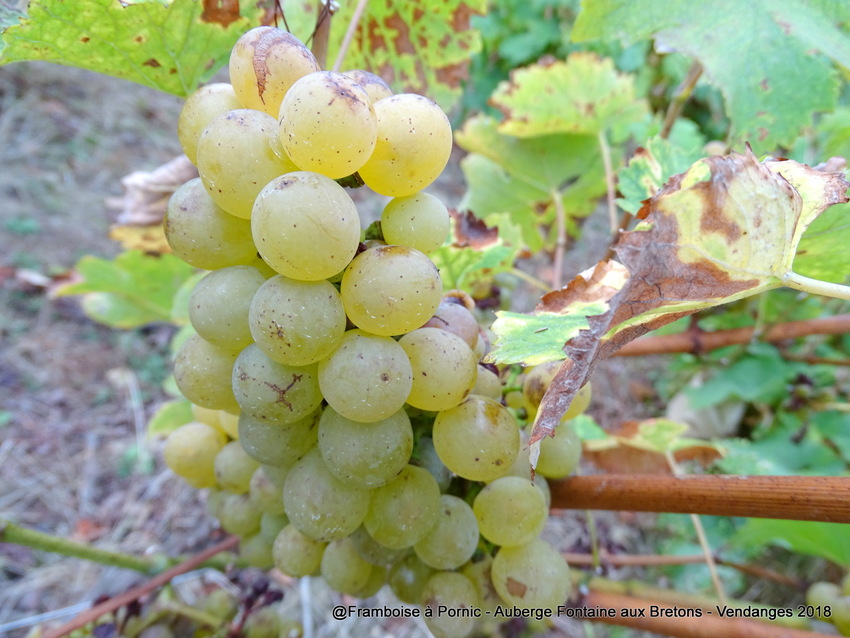 Pornic, Vendanges à l'Auberge de la Fontaine aux Bretons -  2018