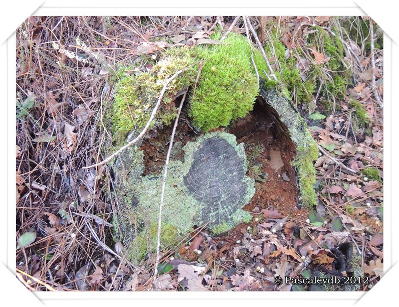 Cueillette de champignons sur la route de Lacanau - 3/4