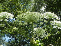 Le Jardin de Danyland 