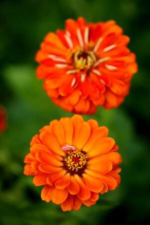 Des compagnes pour mes roses : Zinnia