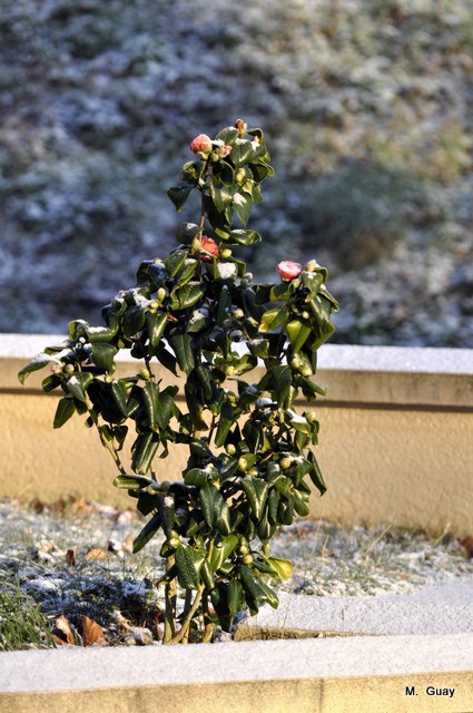 camelia froid 0002